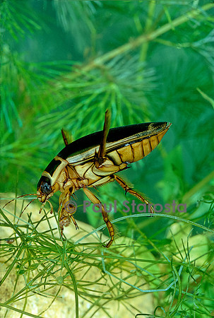 Dytiscus marginalis (dytique bordé)