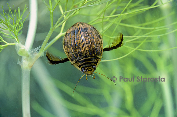 Acilius sulcatus (dytique abeille)
