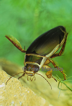 Dytiscus marginalis (dytique bordé)