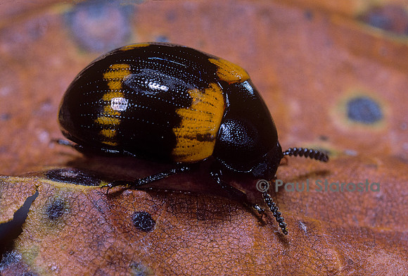 Diaperis boleti (ténébrion des bouleaux, diapère du bolet)