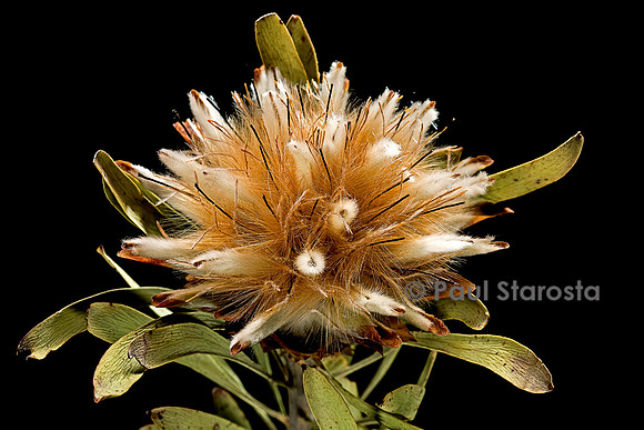 Leucadendron rubrum - fruit