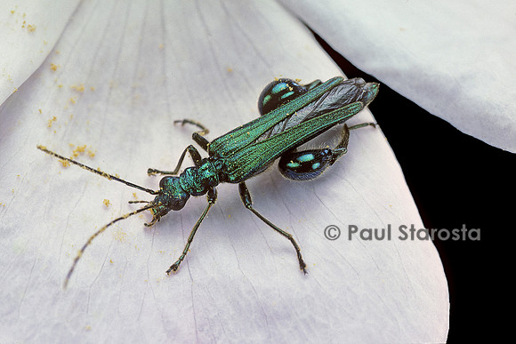 Oedemera nobilis (Cycliste maillot-vert, Cycliste émeraude, Oedemère noble) - mâle