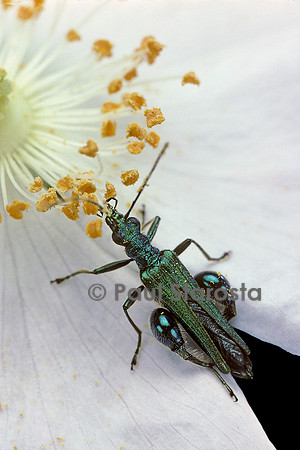 Oedemera nobilis (Cycliste maillot-vert, Cycliste émeraude, Oedemère noble) - mâle