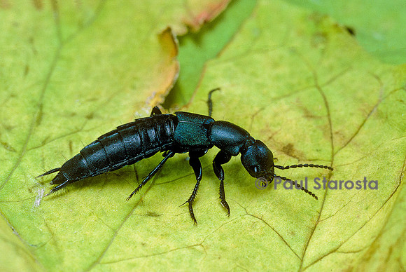 Ocypus ophthalmicus (staphylin bleu, staphylin à élytre bleu)