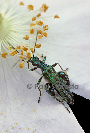 Oedemera nobilis (Cycliste maillot-vert, Cycliste émeraude, Oedemère noble) - mâle