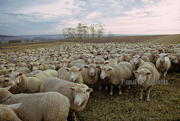 Ovis aries (mouton)