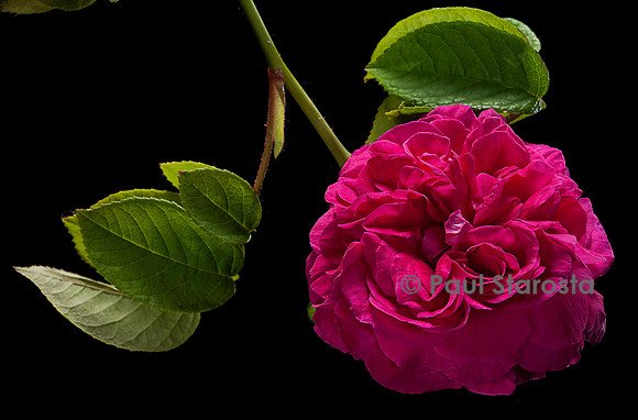 Rosa gallica ‘Montalembert’