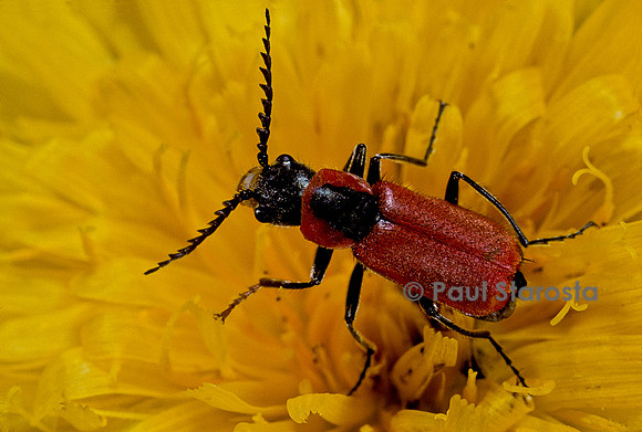 Clanoptilus rufus (malachie rousse)