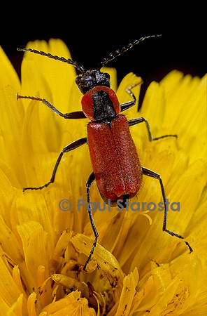Clanoptilus rufus (malachie rousse)