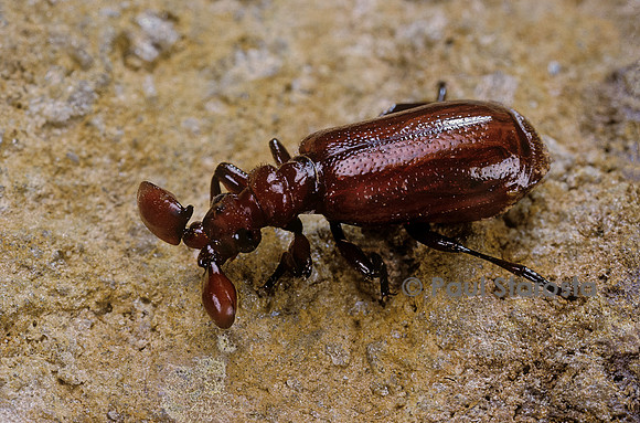 Paussus sp.