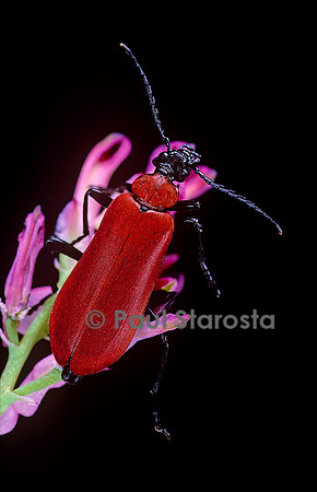 Pyrochroa coccinea (cardinal, pyrochore écarlate)