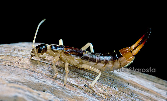 Labidura riparia ( perce-oreille des plages)