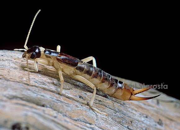 Labidura riparia ( perce-oreille des plages)