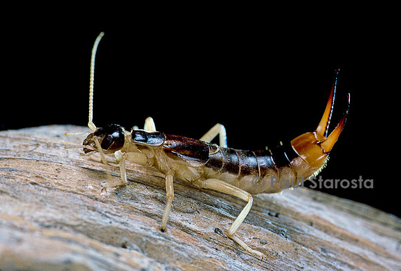 Labidura riparia ( perce-oreille des plages)