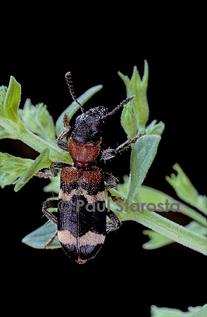 Thanasimus formicarius (clairon des fourmis)