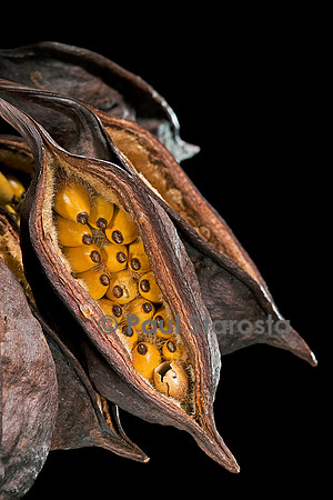 Brachychiton populneus (sterculia à feuilles de peuplier) - infrutescence