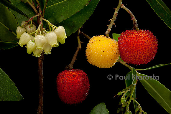 Arbutus unedo (arbousier)