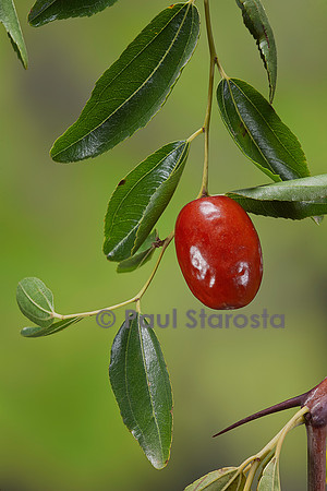 Ziziphus jujuba (jujubier) - fruit (jujube)