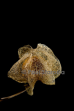 Nicandra physalodes (faux-coqueret) - fruit