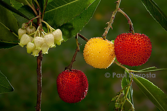 Arbutus unedo (arbousier)