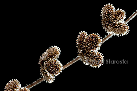 Cynoglossum creticum (cynoglosse)