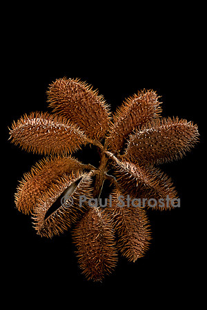 Caesalpinia bonduc (canique grise, cadoque) - infrutescence