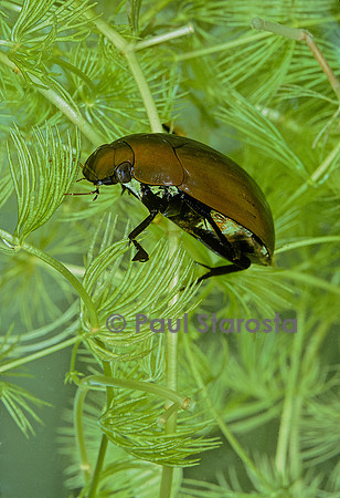 Hydrophilus piceus (hydrophile brun)