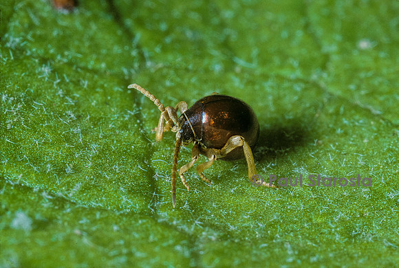 Gibbium psylloides (ptine bombé)