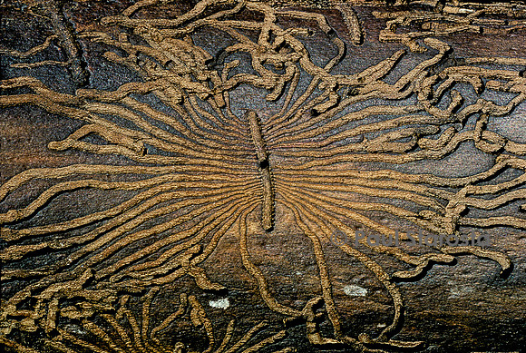 Scolyte - galeries creusées par des larves
