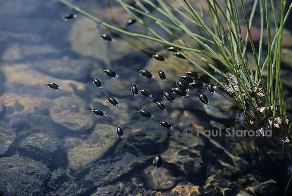 Gyrinus substriatus (gyrin commun)