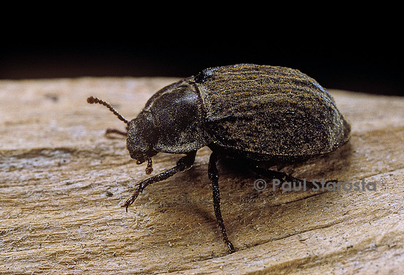 Asida jurinei (asida timide)