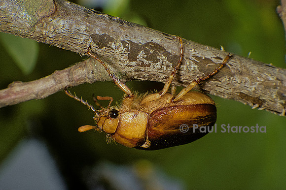 Amphimallon solstitialis (hanneton de la Saint-Jean)