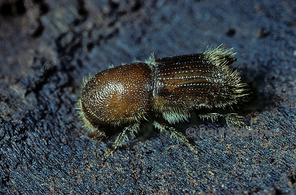 Ips sexdentatus (scolyte, sténographe)