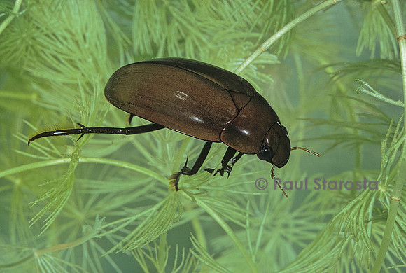 Hydrophilus piceus (hydrophile brun)