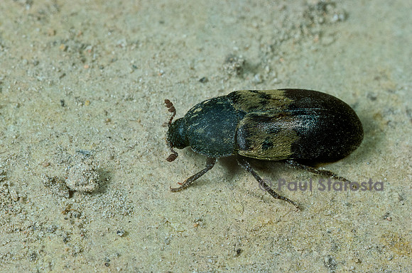 Dermestes lardarius (dermeste du lard)