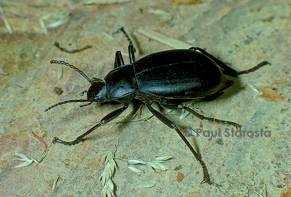 Blaps mucronata (blaps)