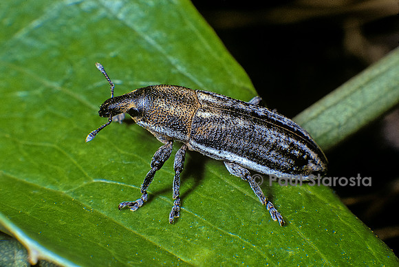 Cleonis sp. (charançon)