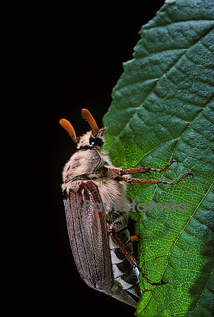 Melolontha melolontha (hanneton commun)