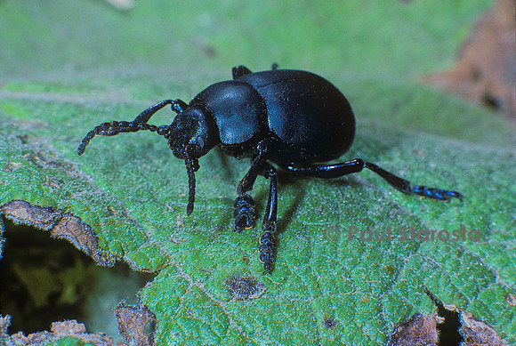 Timarcha tenebricosa (crache-sang)