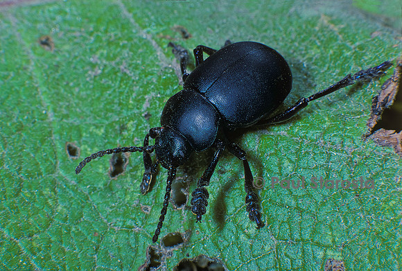 Timarcha tenebricosa (crache-sang)