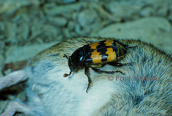 Nicrophorus vespilloides (nécrophore) - sur le cadavre d'un petit rongeur