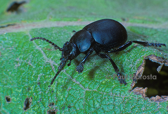 Timarcha tenebricosa (crache-sang)