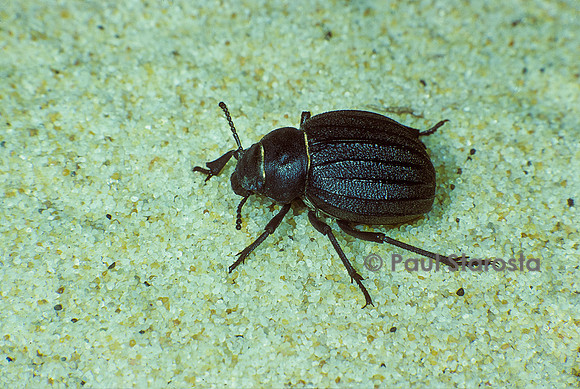 Pimelia sulcata (pimélie des sables)