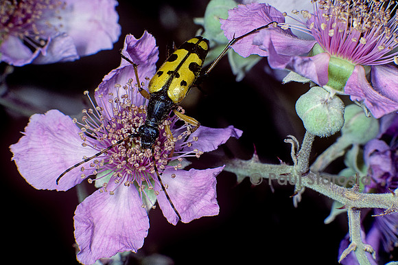 Strangalia maculata (lepture tachetée)
