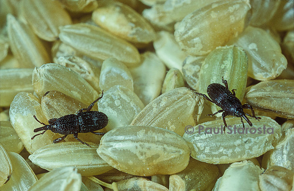 Sitophilus granarius (charançon du blé, calandre des grains, calandre des greniers)