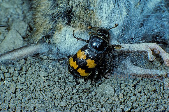 Nicrophorus vespilloides (nécrophore) - sur le cadavre d'un petit rongeur