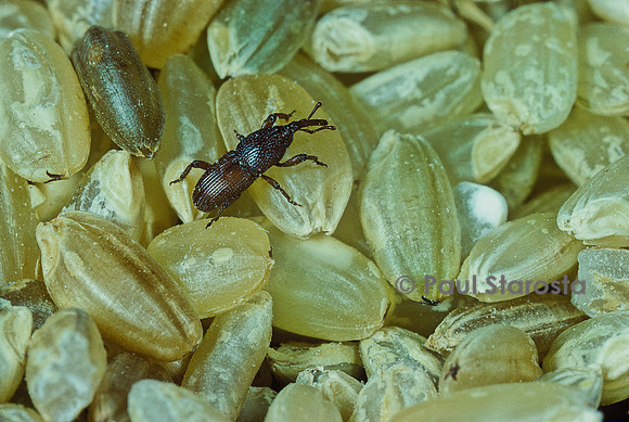 Sitophilus granarius (charançon du blé, calandre des grains, calandre des greniers)
