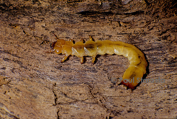 Pyrochroa serraticornis (cardinal rouge) - larve