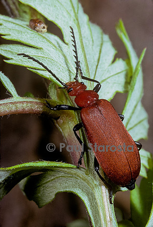 Pyrochroa serraticornis (cardinal rouge)