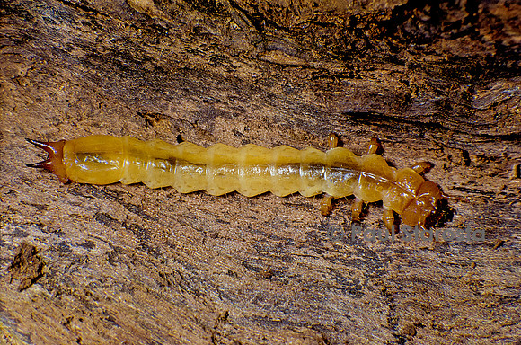 Pyrochroa serraticornis (cardinal rouge) - larve